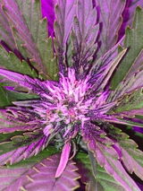 Juanita review photo