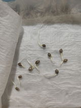 Felipe S.A. review photo
