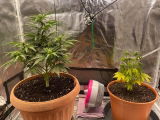 cannabis l. review photo