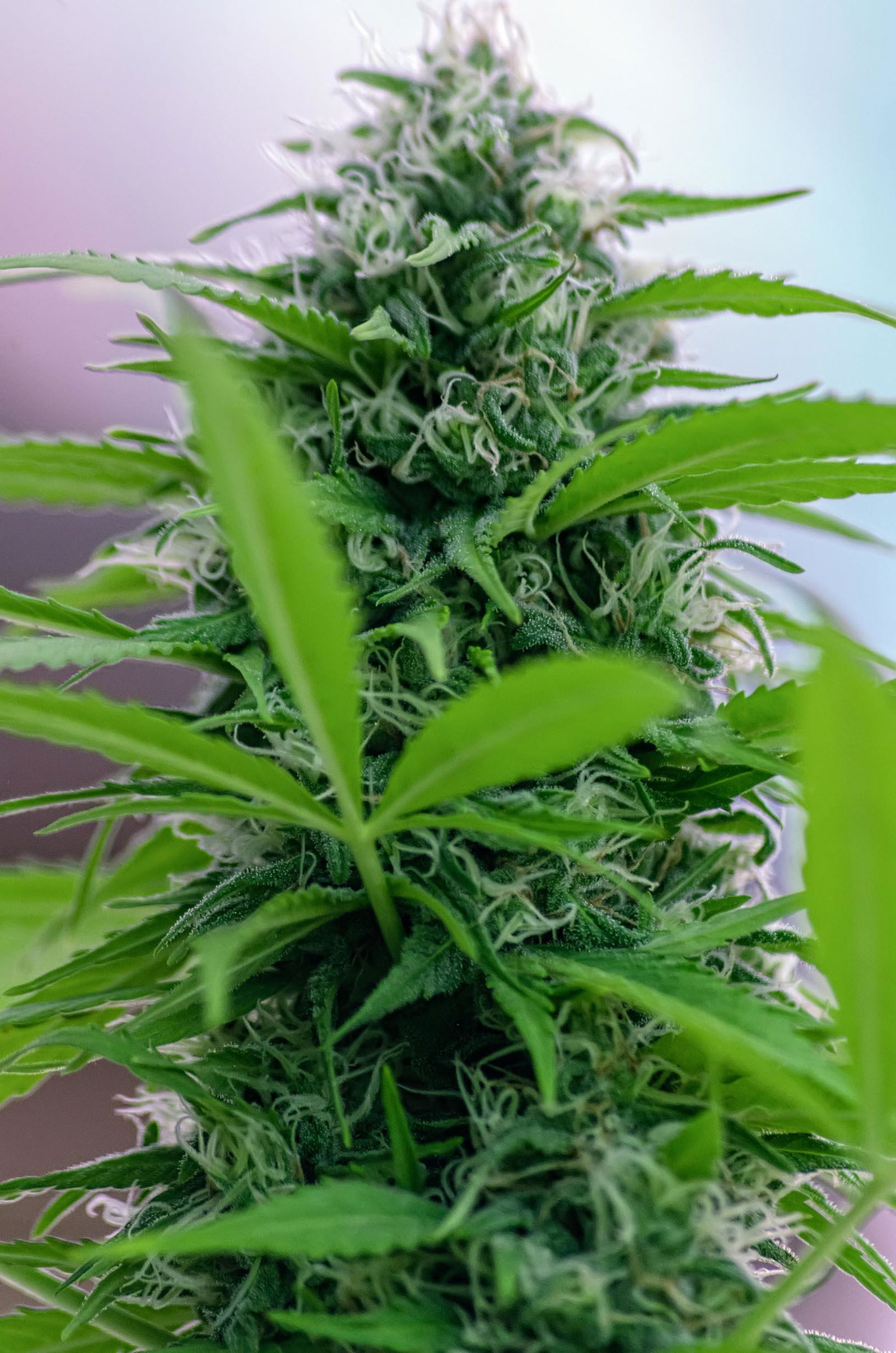 Pack De Fertilizantes Try-Pack Outdoor - 250 Ml – La Juana Growshop