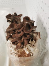 Christophe B.'s photo review