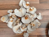 Massimo C.'s photo review