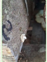 Cedric's photo review