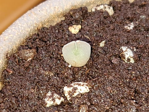 Conophytum Regale SH793 'Ratelpoort'