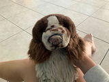 AtlasTheSillyPup review photo