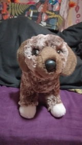 Aries review photo