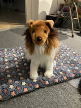 Toffee and Toby the working pups! review photo