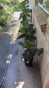 Guamzi review photo