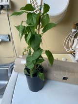 Sue Mangino review photo
