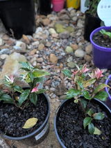 Deb Burge review photo