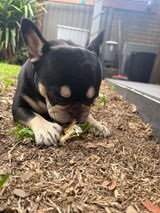 Pabz the Frenchie review photo
