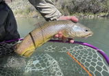 Brian Martin, FFI Single-hand Certified Casting Instructor review photo