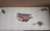 B.M. review photo
