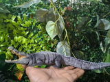 George Brookins review photo