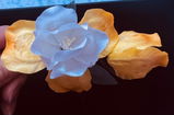 D. review photo