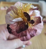 Robin review photo