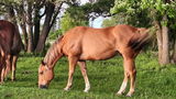 Anne Baron Horseworks review photo