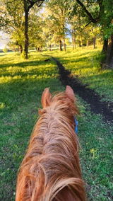 Anne Baron Horseworks review photo