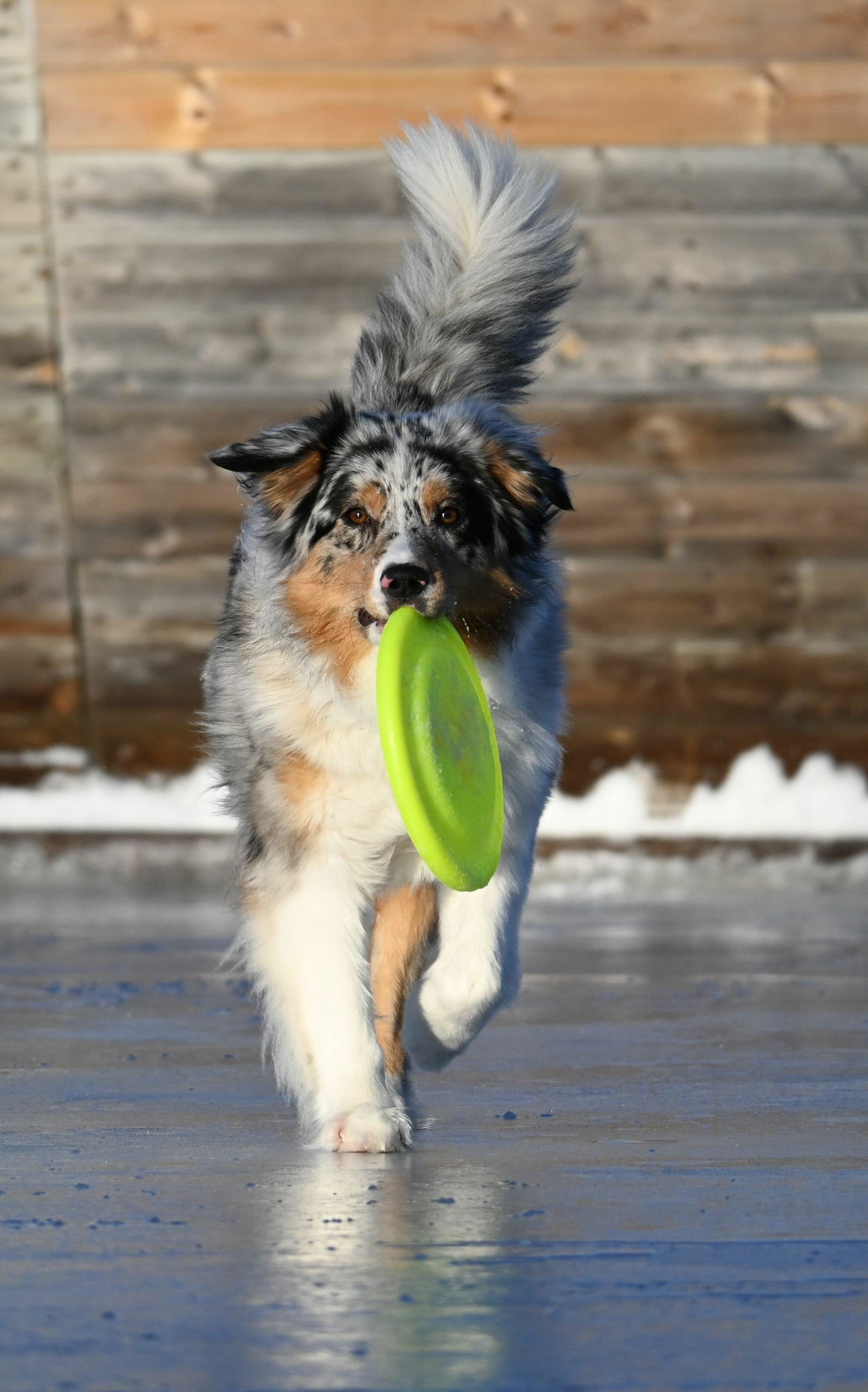 Latitude 64 Opto Bite Puppy | Small Catch & Play Disc – Latitude 64°