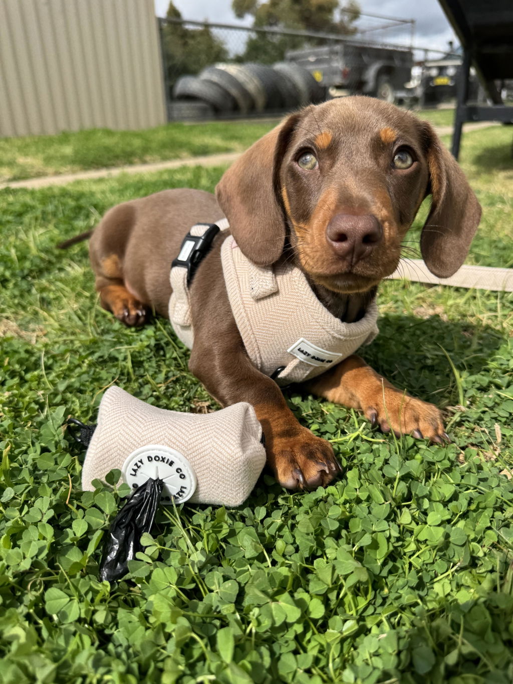 Poop Bag Holder - Bark de Le Taco