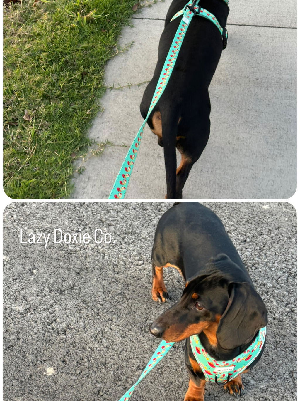 Printed Leashes