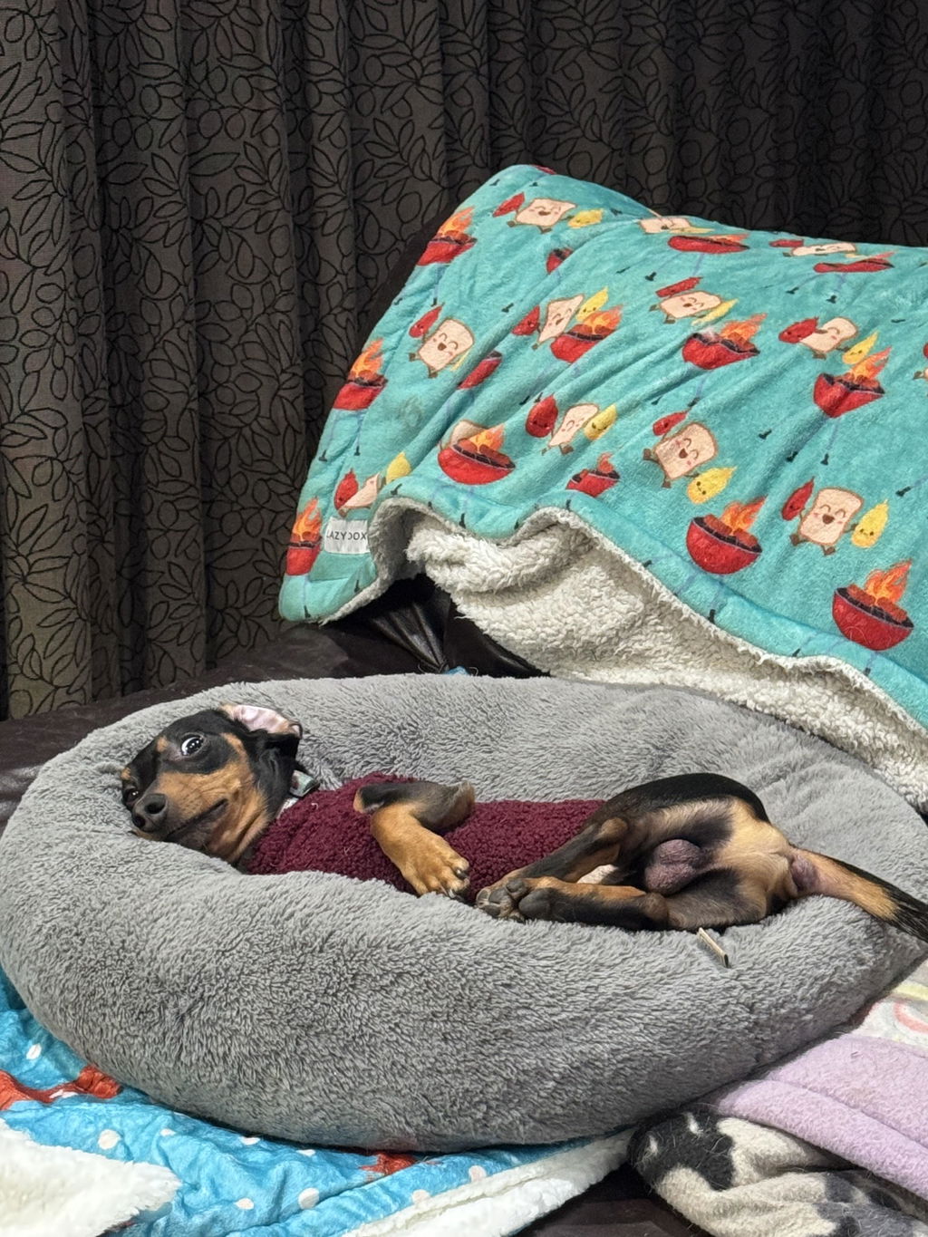 Teddy Fleece Doxie Coat
