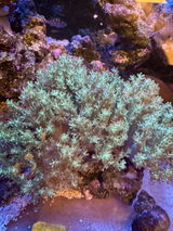 Rogue Aquariums review photo