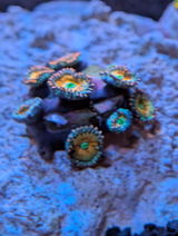 Cory S review photo