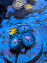 Cory S review photo