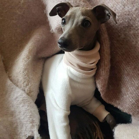 OCRA - Dog Onesie