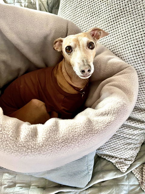 LÈ SAC Dog Snuggle Bed – Dogtooth