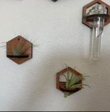 Melatch review photo