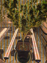 TexasGrown review photo