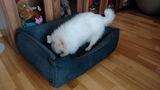 Jolanta review photo