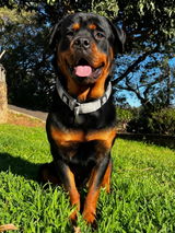 Ash Robyn review photo