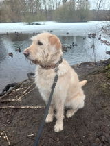 Paracord Halsband "Be Happy" in der Farbkombi "Warm Embrace"