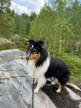 Aarre review photo