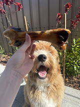 @sully_groodle review photo