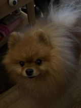 Danette review photo