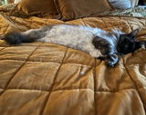 Sophie review photo