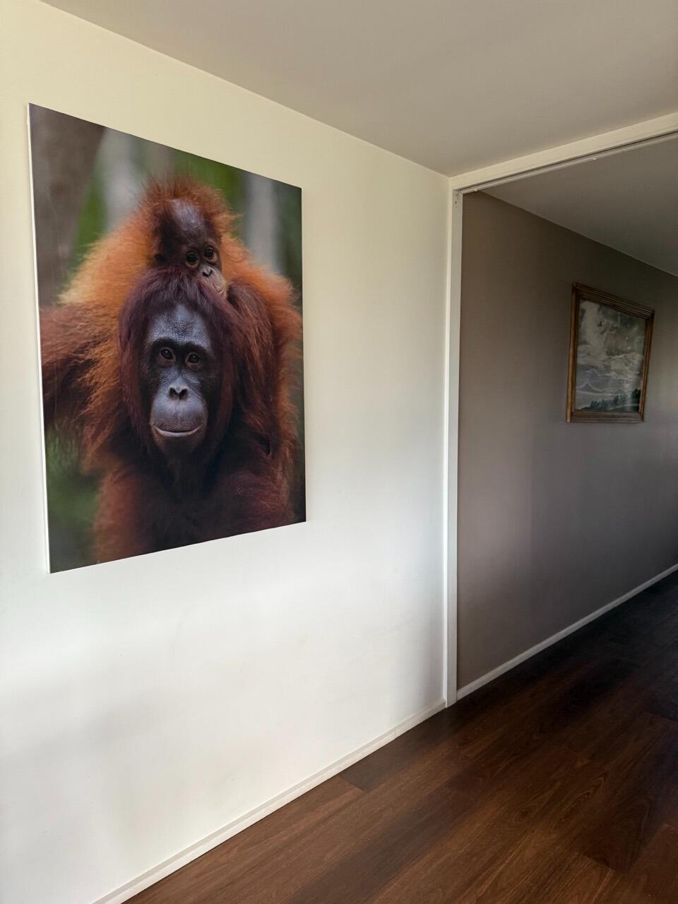 Liam Lynch Artist
