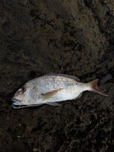 Manuel (SDC Fishing team) review photo