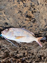 Manuel (SDC Fishing team) review photo