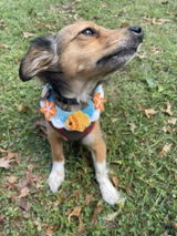 Daisy review photo
