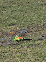 P.W. review photo
