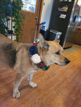Macie review photo