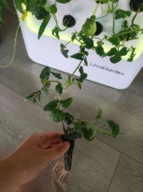 Judygetto review photo