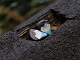 maDog review photo