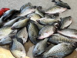 Crappie King review photo