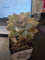 Elise review photo